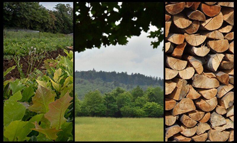 Erdőgazdálkodás Erdőgazdálkodás