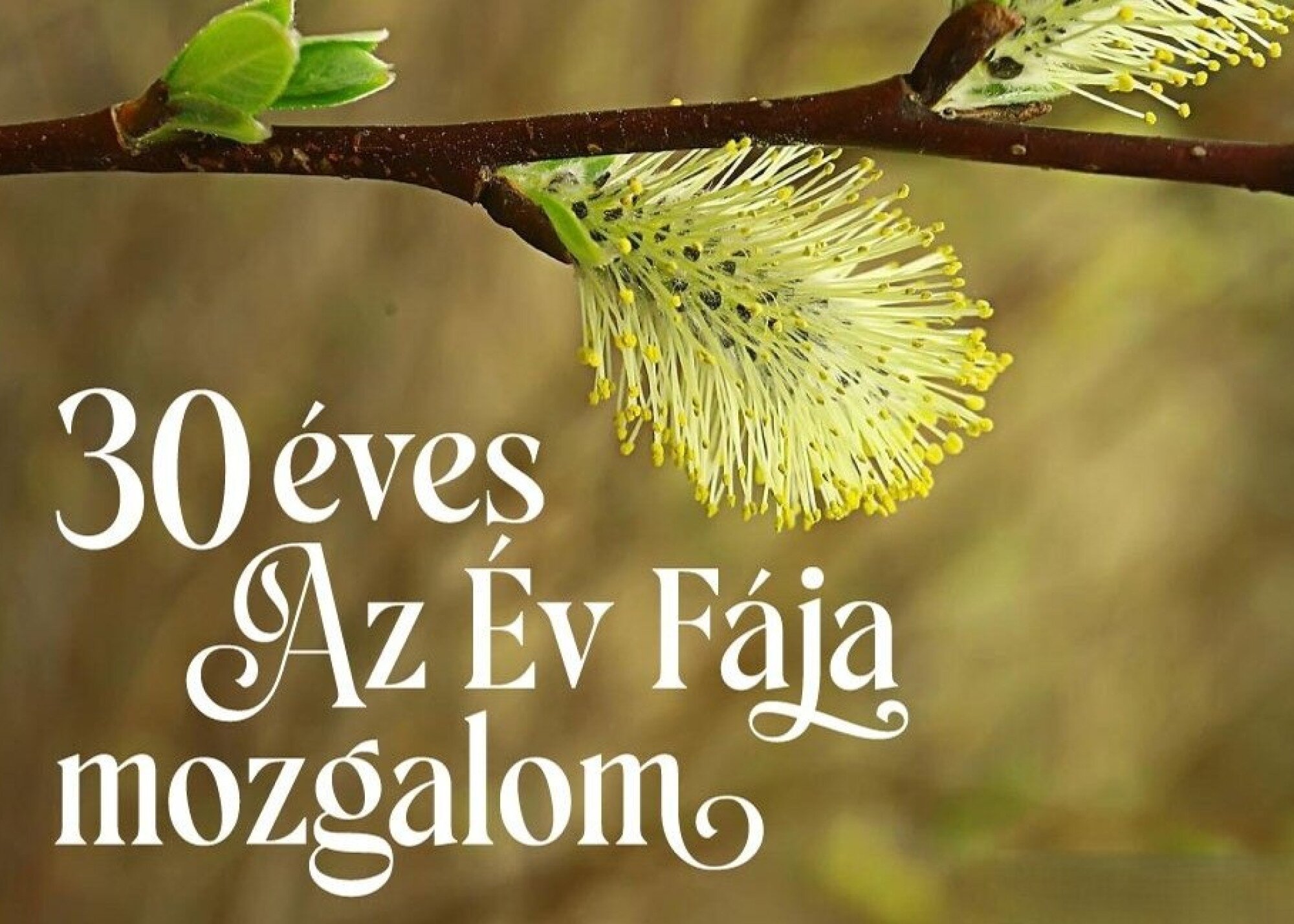 30 éves az Év Fája mozgalom