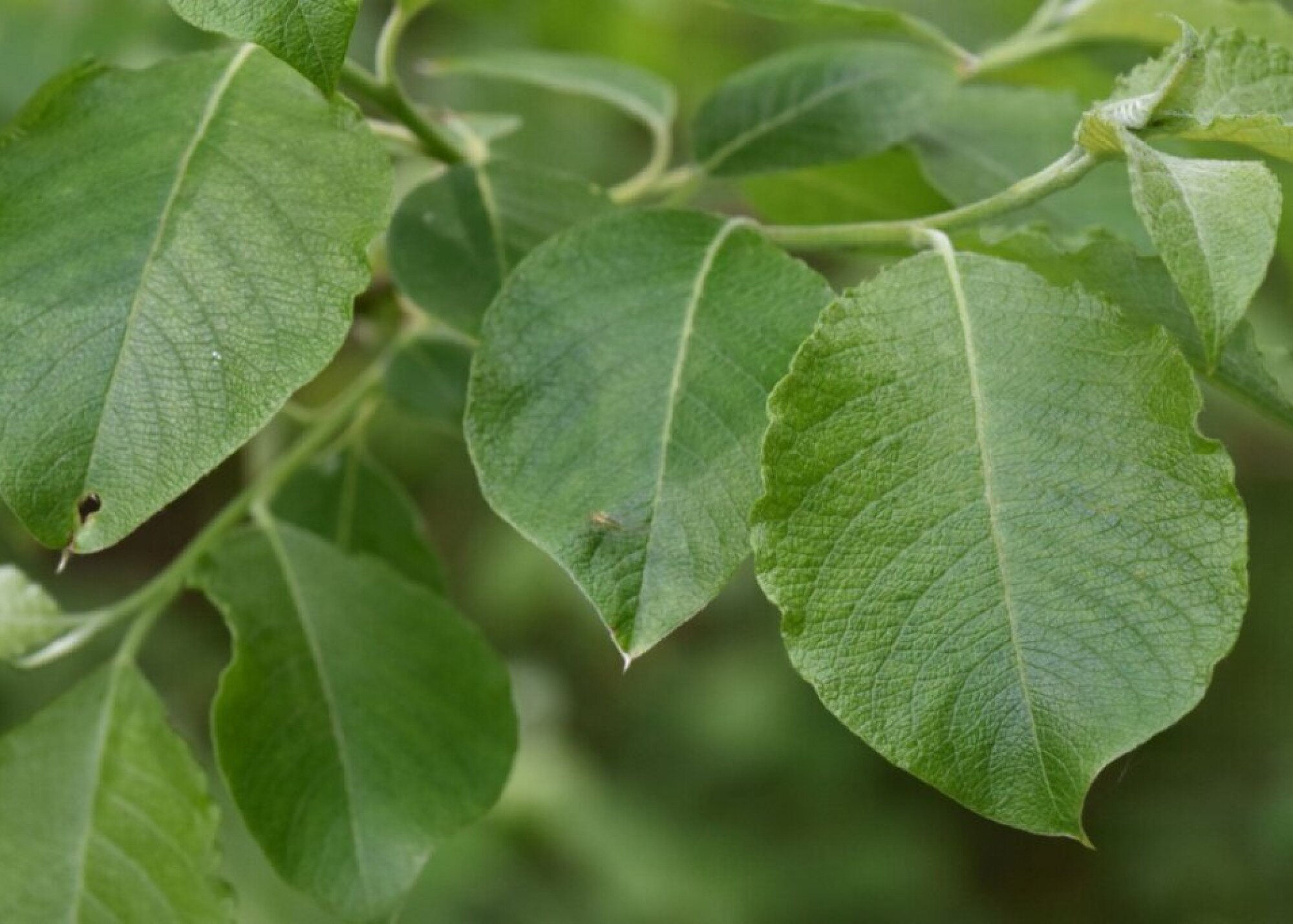 30 éves lesz az Év fája mozgalom