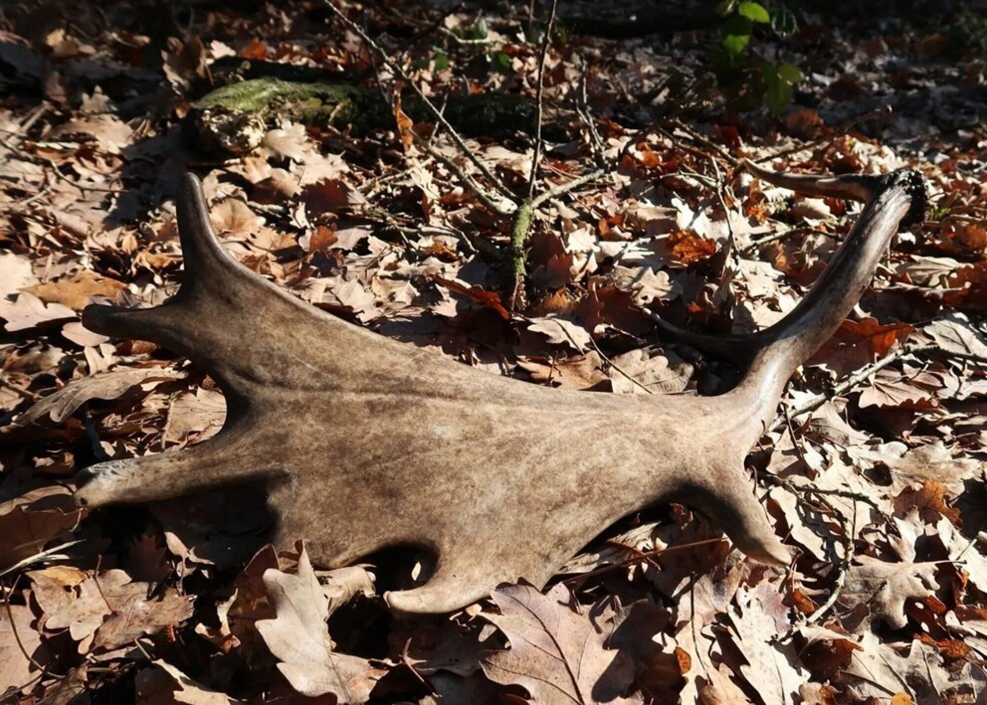 A hullajtott agancs nem gyűjthető!