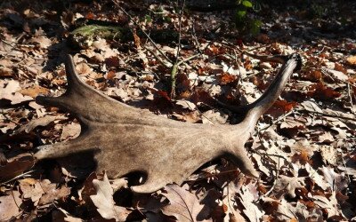 A hullajtott agancs nem gyűjthető!