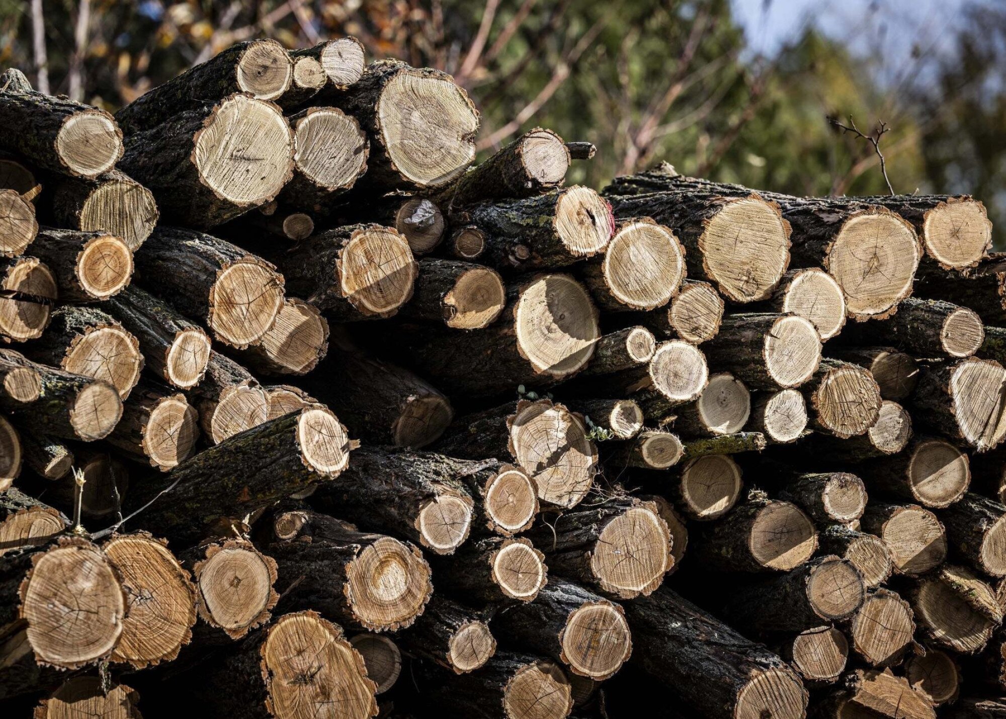 A rászorulók továbbra is számíthatnak a szociális tűzifa programra