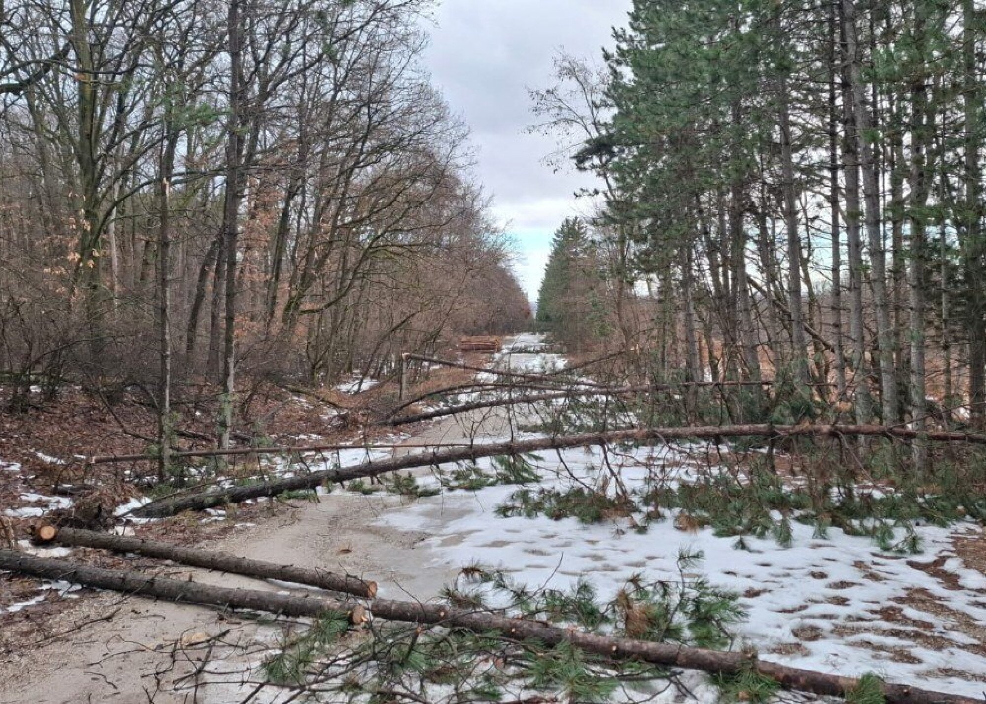 A Soproni Parkerdő fáit sem kímélte a hó