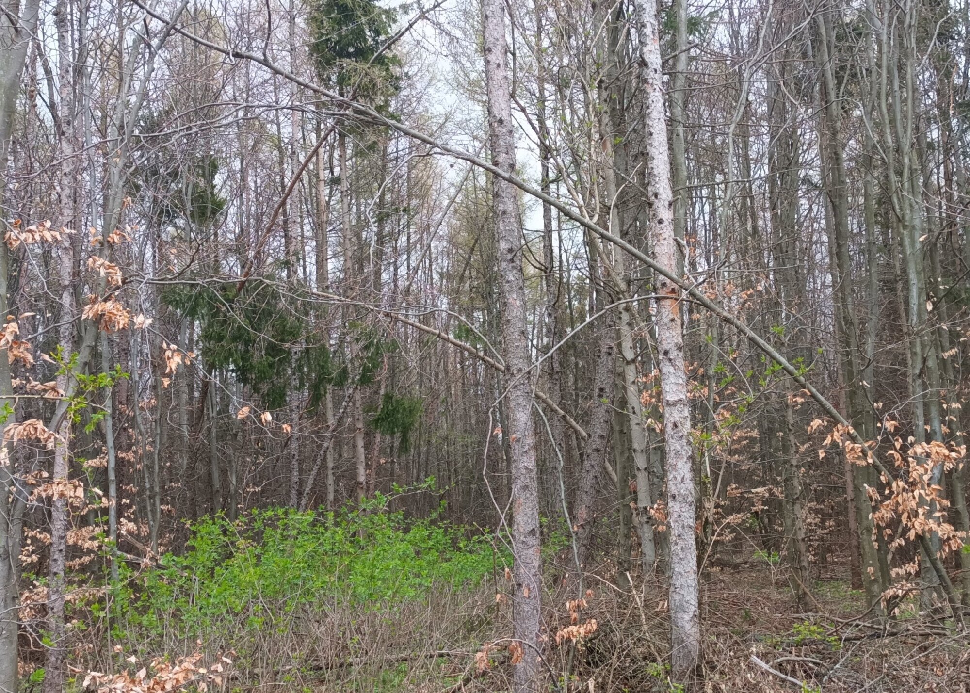 Az erős szél hatásai – mindig legyünk körültekintőek