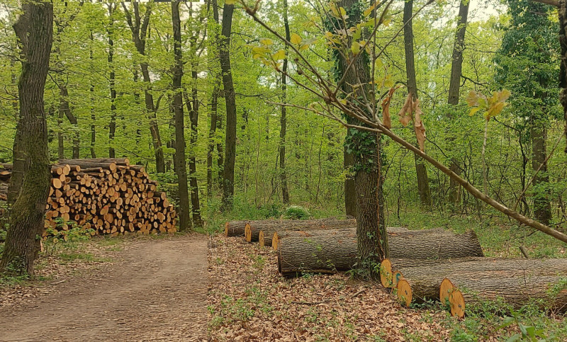 Brennholz