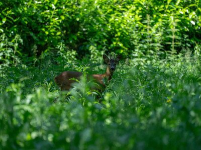 CIK (1 of 1)-51_12_11zon