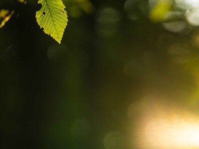 CIK (1 of 1)-46_10_11zon