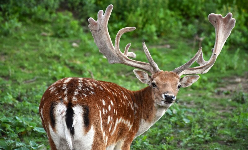 Dámszarvas