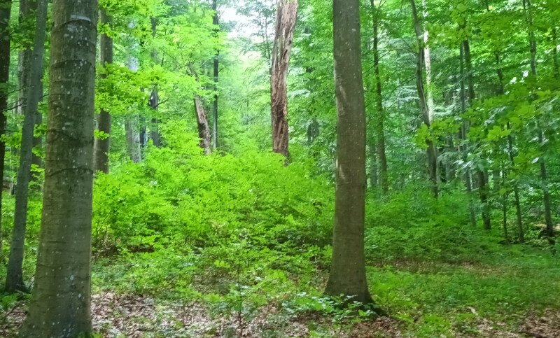 Erdőfelújítás / Erdőtelepítések