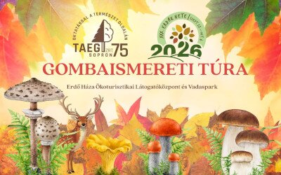 Gombatúra szakvezetéssel a Soproni Parkerdőben