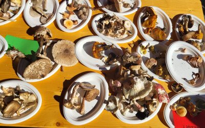 Ilyen volt a szombati gombaismereti program