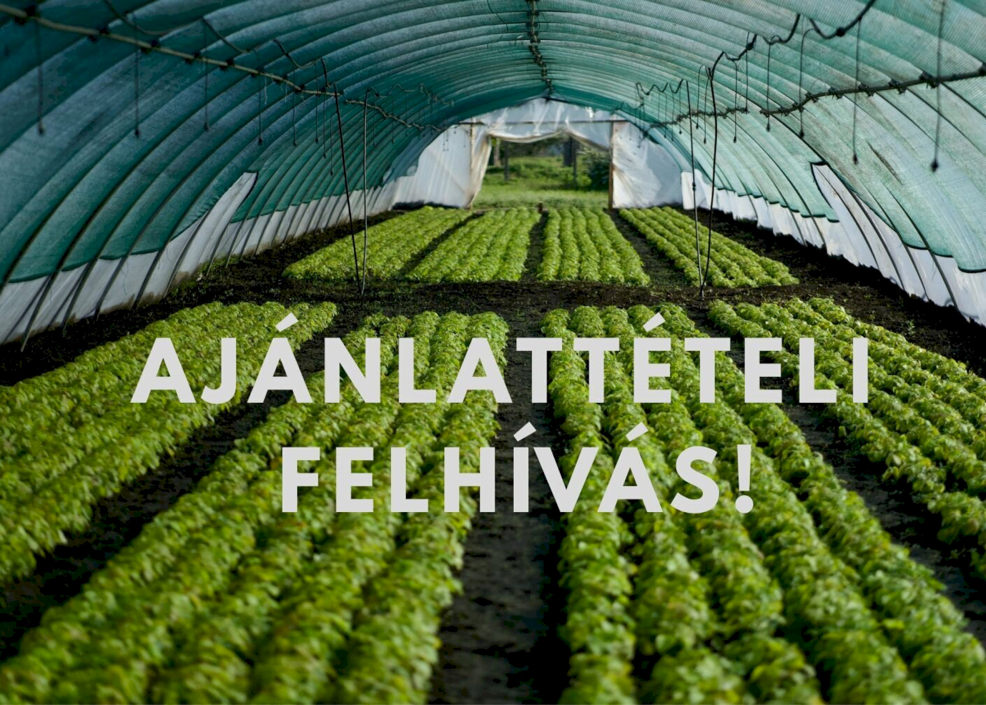 Ismételten várjuk árajánlataikat fóliasátor és öntözőrendszer kialakítására