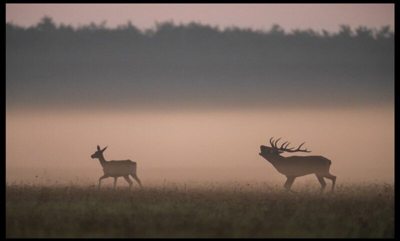 Jagd