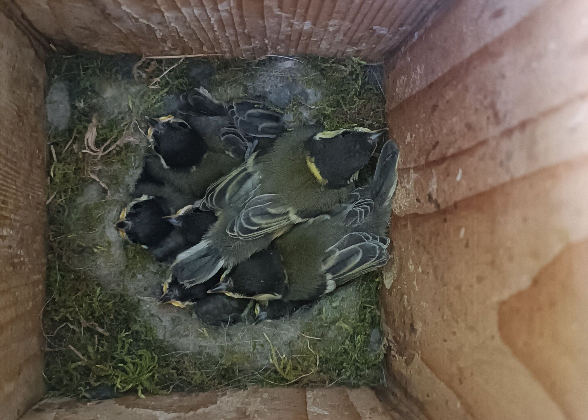 Madarak és Fák Napja