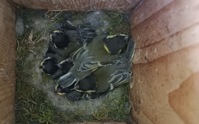 Madarak és Fák Napja