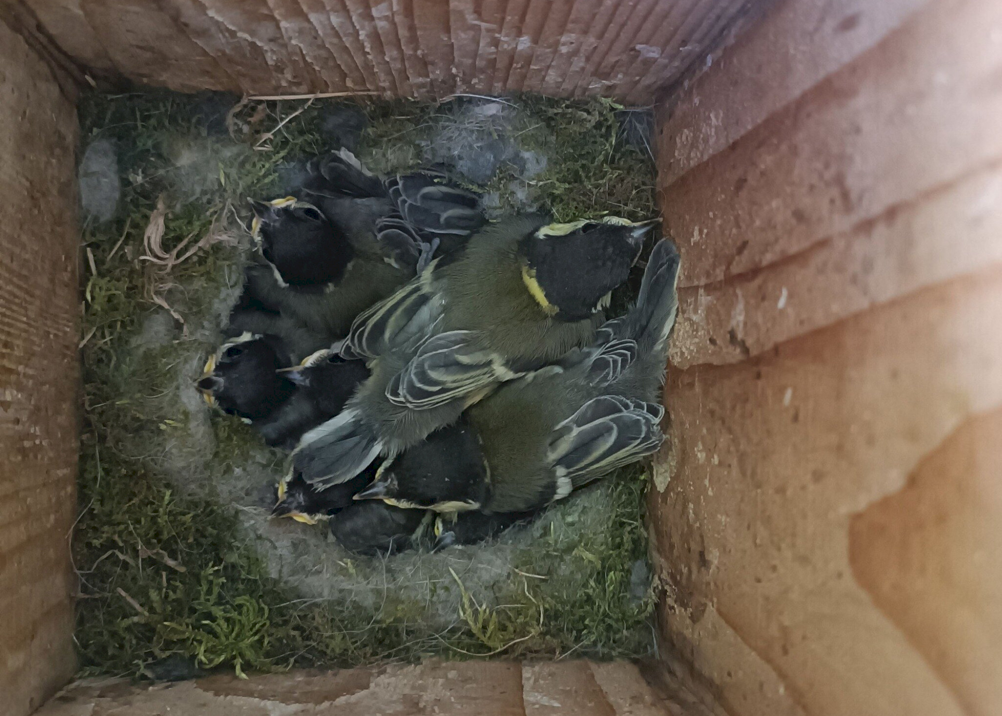 Madarak és Fák Napja