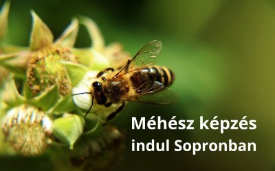 Méhész képzés indul Sopronban