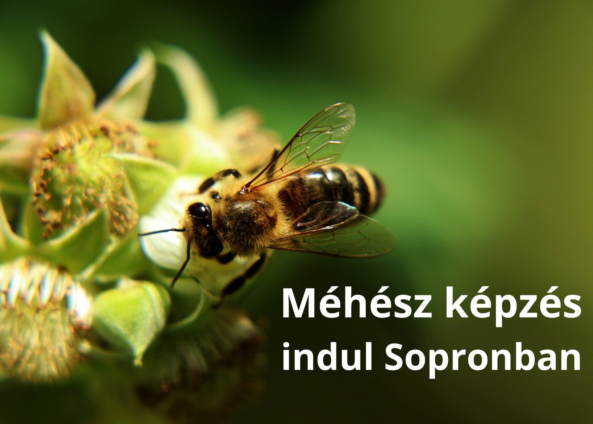 Méhész képzés indul Sopronban
