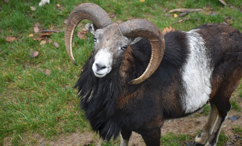 Muflon