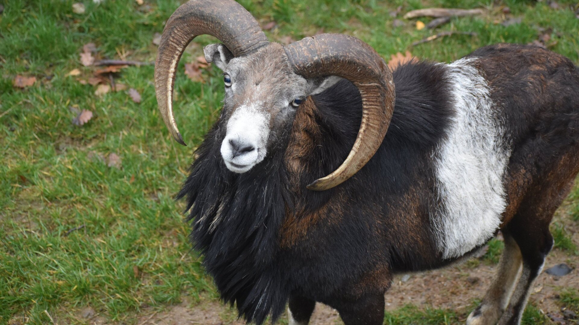 Muflon - TAEG Zrt.