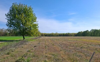Oktatási együttműködés az agrárerdészet fejlesztéséért