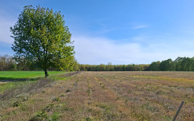 Oktatási együttműködés az agrárerdészet fejlesztéséért