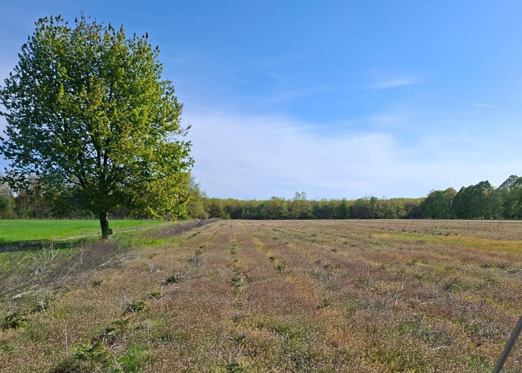 Oktatási együttműködés az agrárerdészet fejlesztéséért