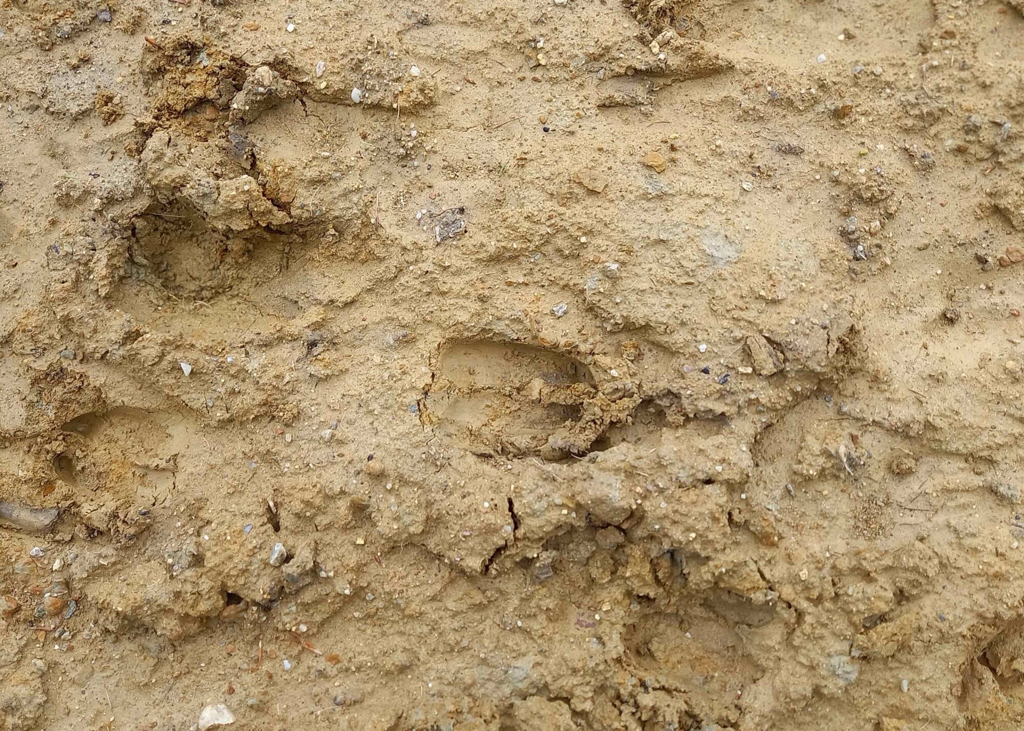 Programajánló: nyomkeresés a téli erdőben