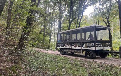 Szarvasbőgés túrák a Soproni Parkerdőben