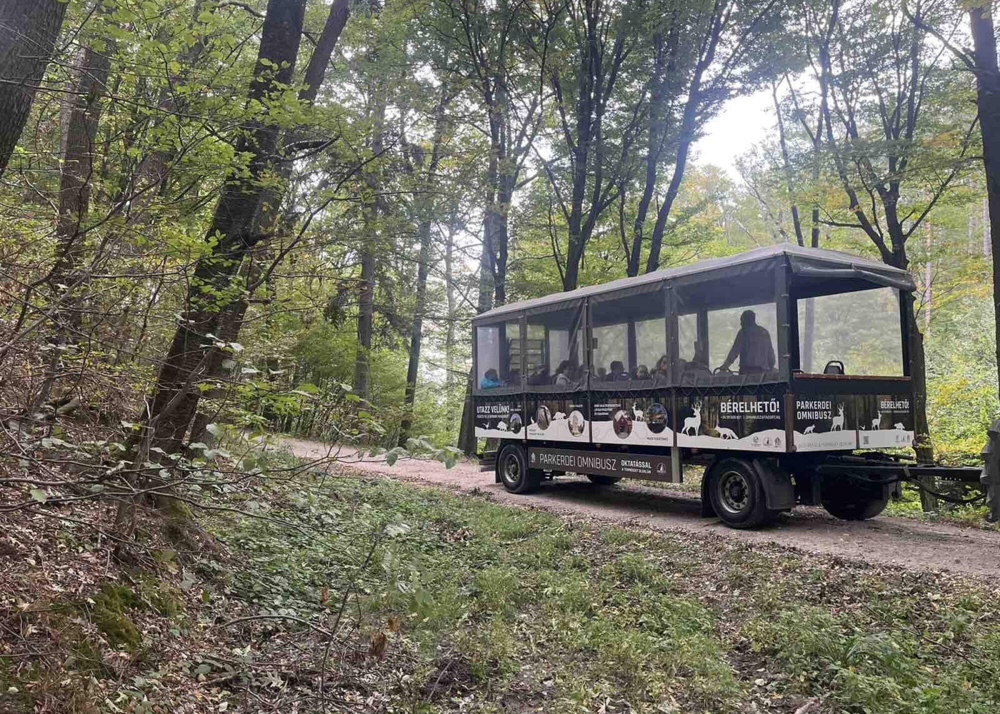 Szarvasbőgés túrák a Soproni Parkerdőben