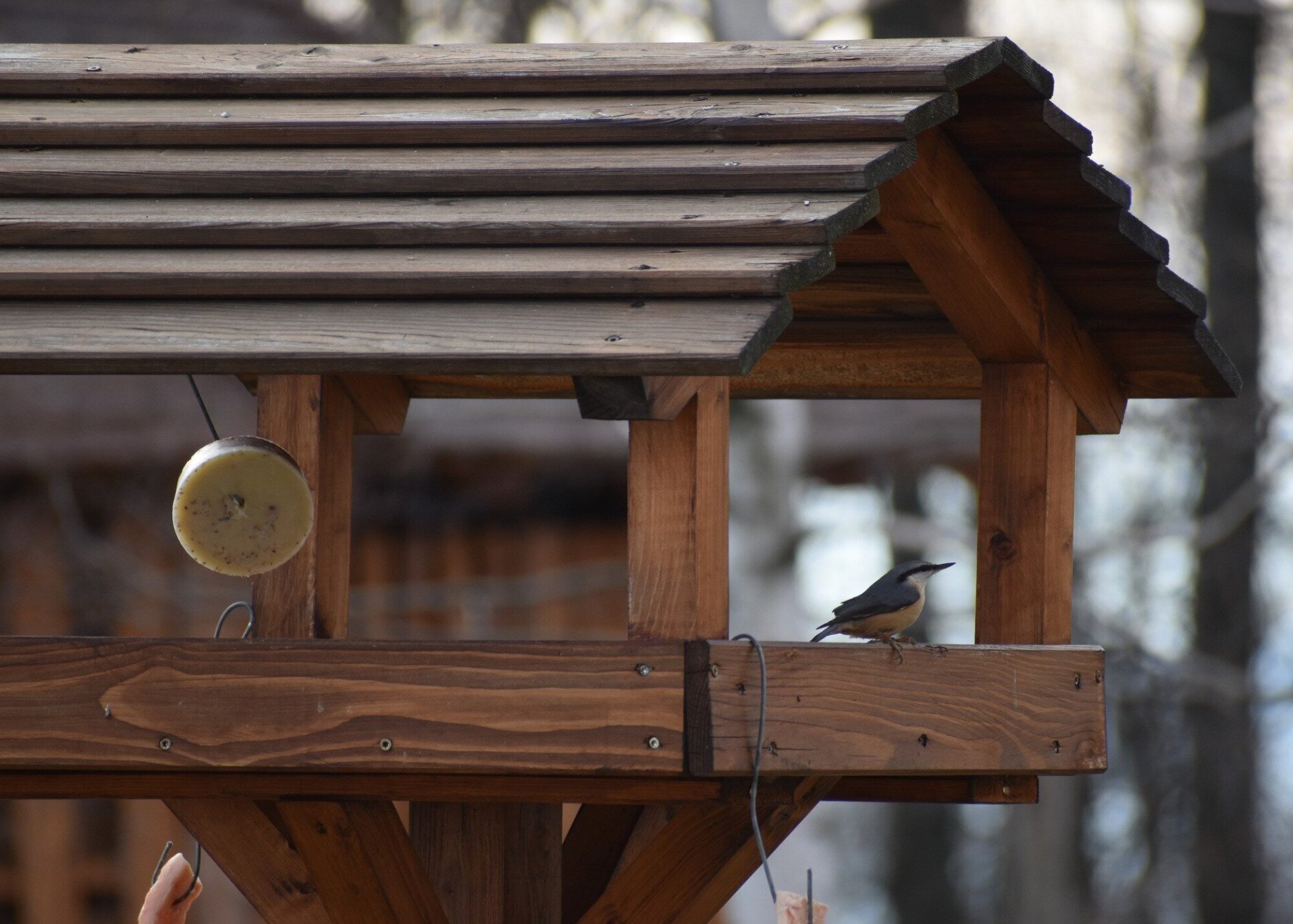 Téli szárnyak az ablakban - Programajánló