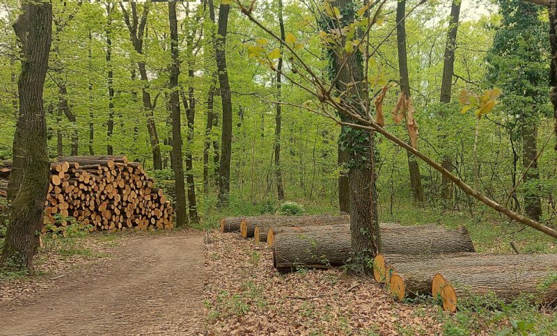Tűzifa/rönk