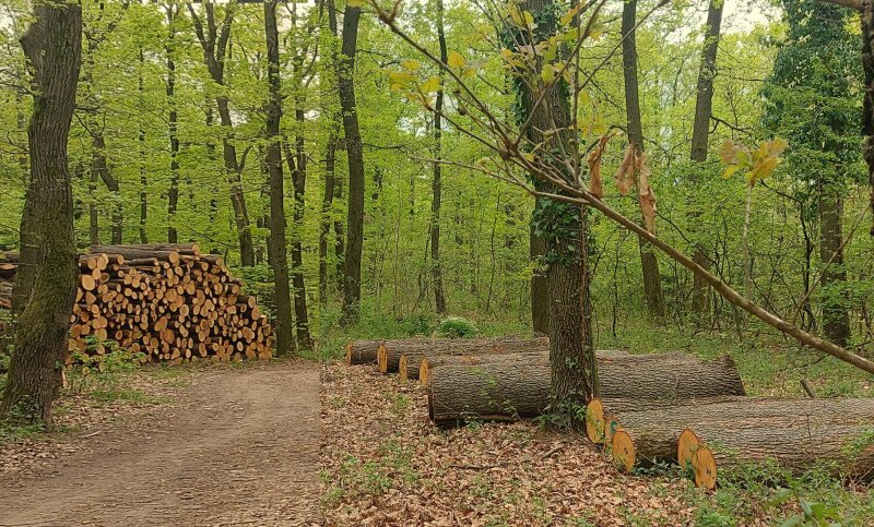 Tűzifa/rönk