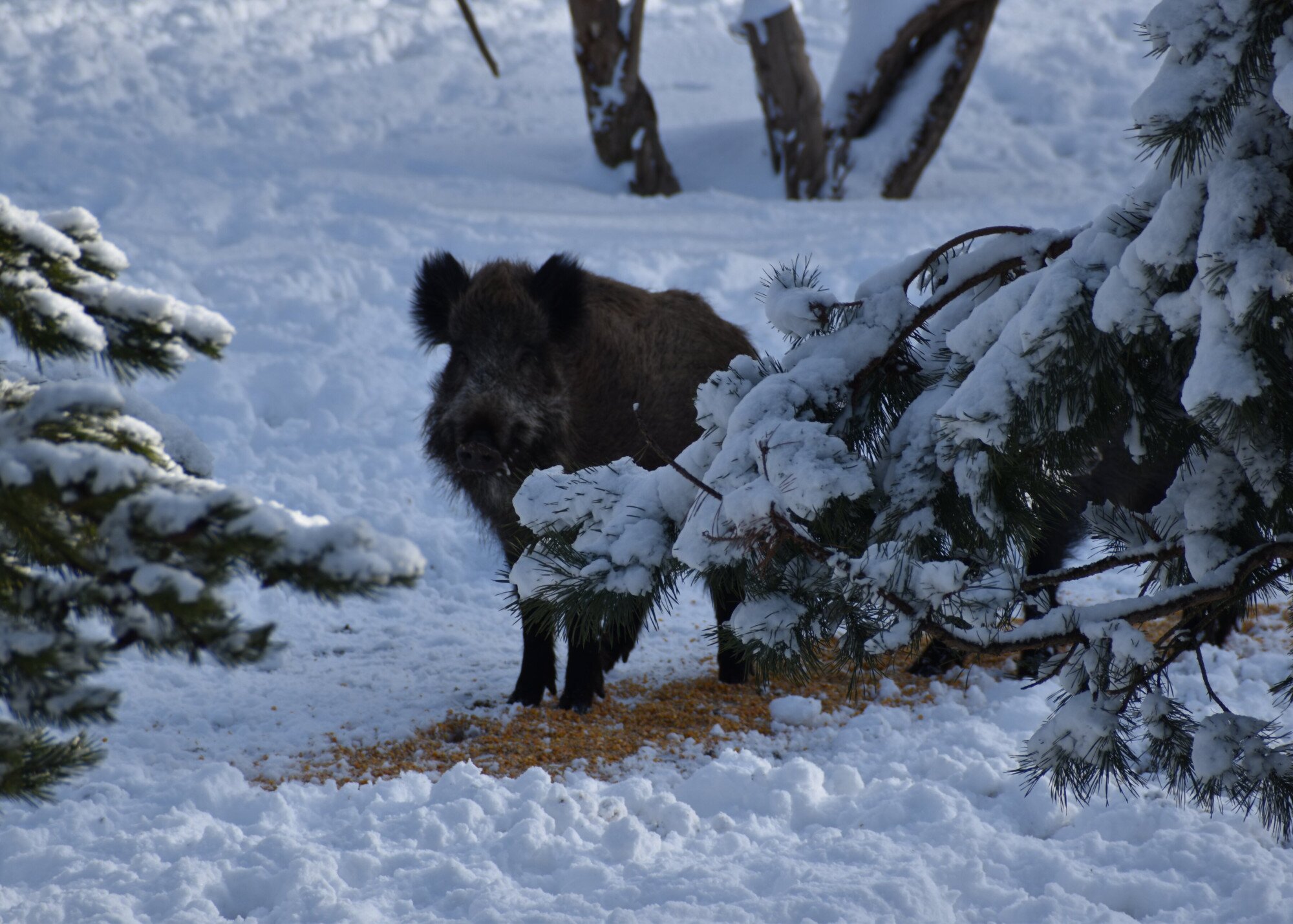 Ünnepi nyitvatartás a Soproni Parkerdőben