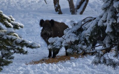 Ünnepi nyitvatartás a Soproni Parkerdőben