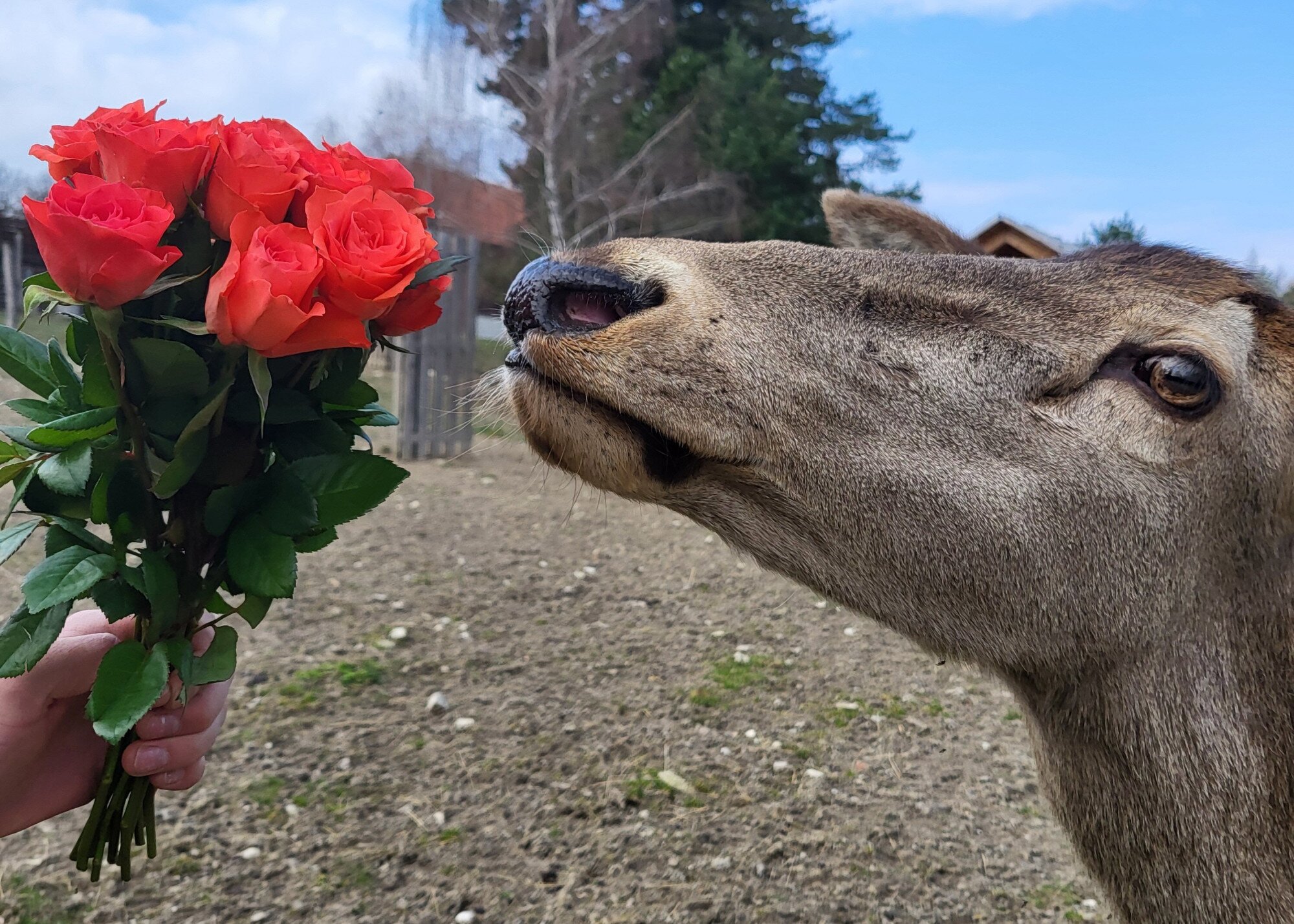 Valentin napi kedvezmény a vadasparkban
