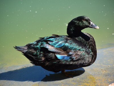 Cayuga kacsa