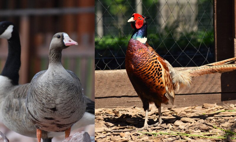 Vízimadarak és fácánok