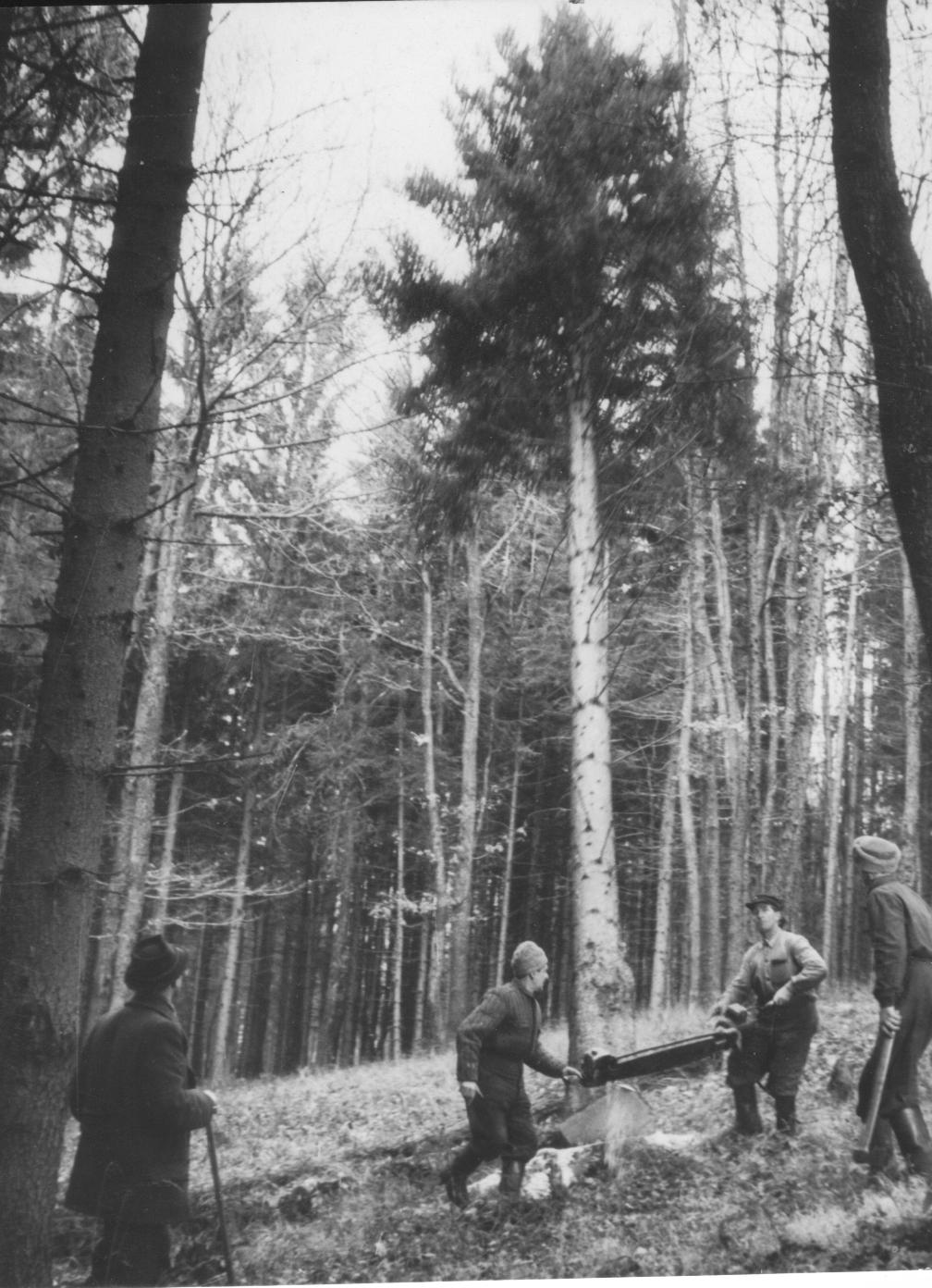 Fakitermelés 1958 001.jpg